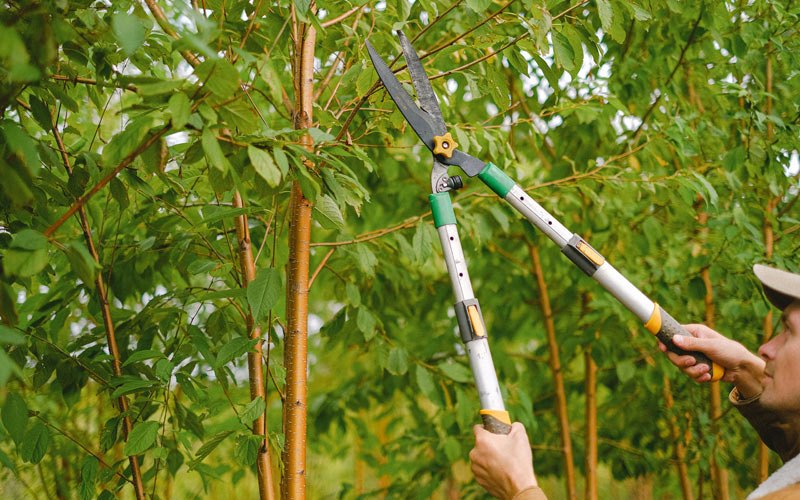 Tree trimming in Rushville, NY
